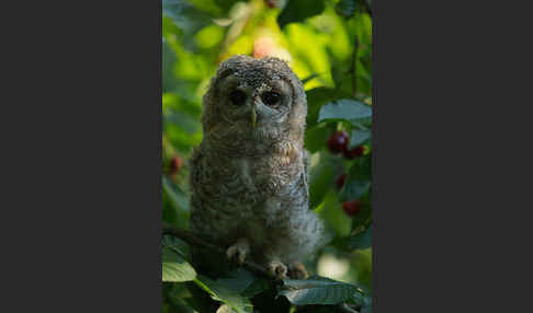 Waldkauz (Strix aluco)