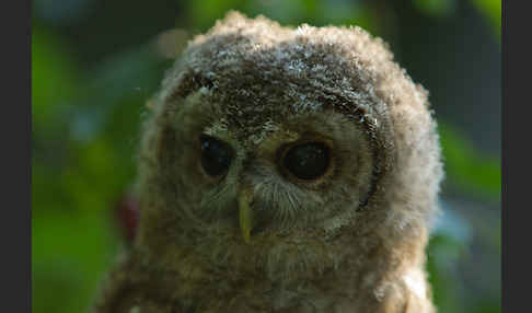 Waldkauz (Strix aluco)