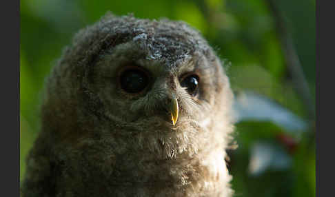 Waldkauz (Strix aluco)