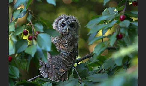 Waldkauz (Strix aluco)