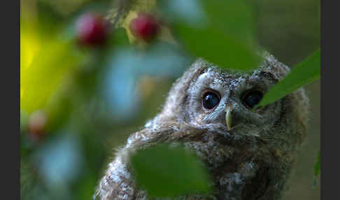 Waldkauz (Strix aluco)