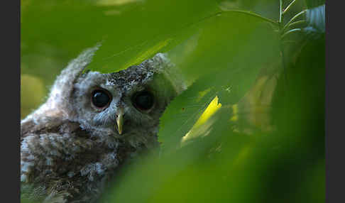 Waldkauz (Strix aluco)