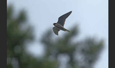 Wanderfalke (Falco peregrinus)