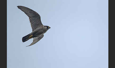 Wanderfalke (Falco peregrinus)