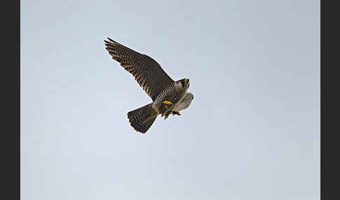 Wanderfalke (Falco peregrinus)