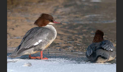 Gänsesäger (Mergus merganser)