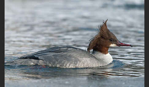 Gänsesäger (Mergus merganser)