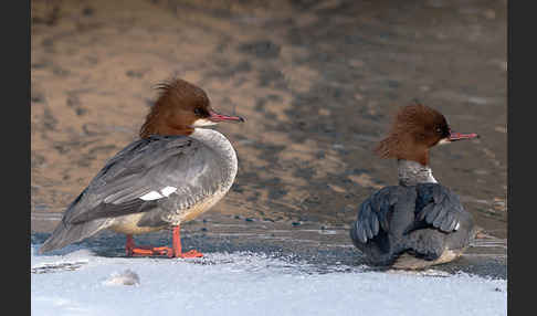 Gänsesäger (Mergus merganser)