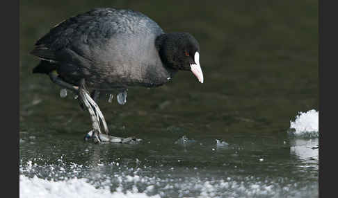 Blessralle (Fulica atra)