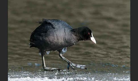 Blessralle (Fulica atra)