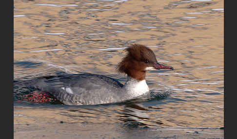 Gänsesäger (Mergus merganser)