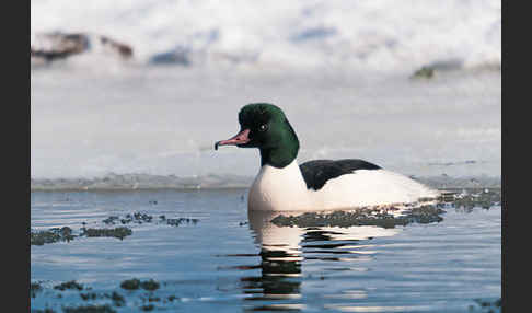 Gänsesäger (Mergus merganser)