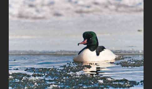 Gänsesäger (Mergus merganser)