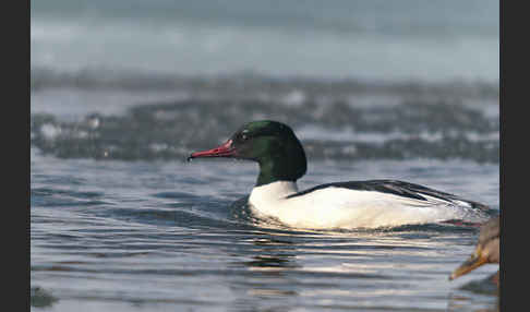 Gänsesäger (Mergus merganser)