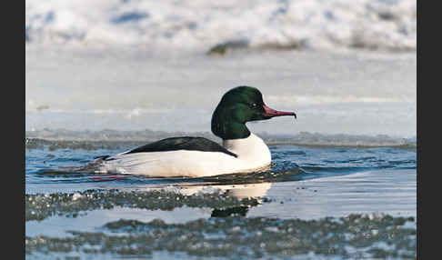 Gänsesäger (Mergus merganser)