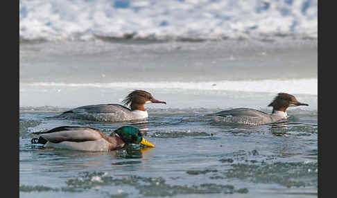 Stockente (Anas platyrhynchos)