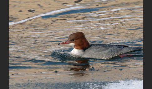 Gänsesäger (Mergus merganser)