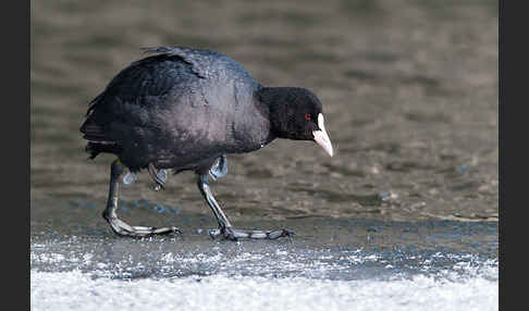 Blessralle (Fulica atra)