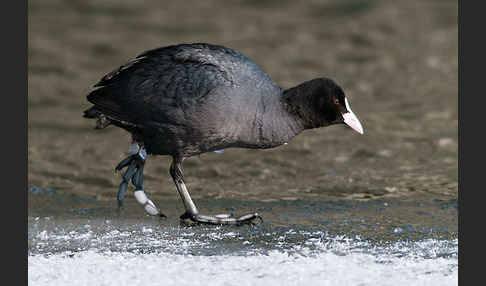 Blessralle (Fulica atra)