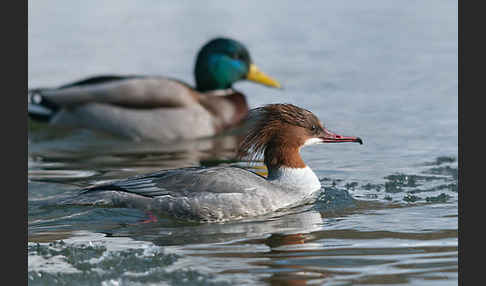 Stockente (Anas platyrhynchos)