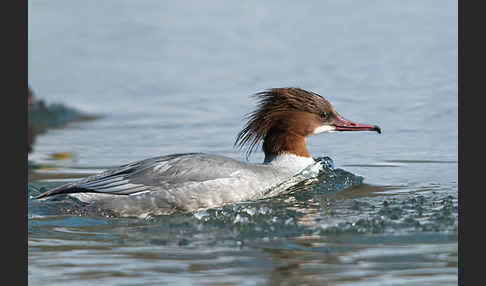 Gänsesäger (Mergus merganser)