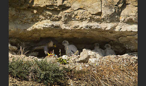 Wanderfalke (Falco peregrinus)