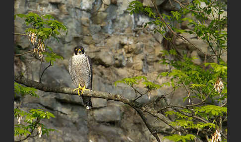 Wanderfalke (Falco peregrinus)