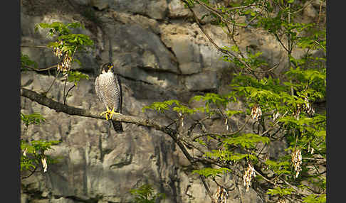 Wanderfalke (Falco peregrinus)