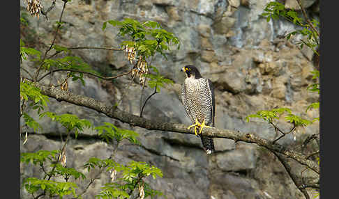 Wanderfalke (Falco peregrinus)