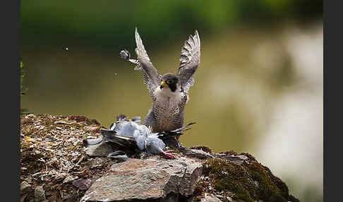 Wanderfalke (Falco peregrinus)