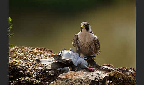 Wanderfalke (Falco peregrinus)