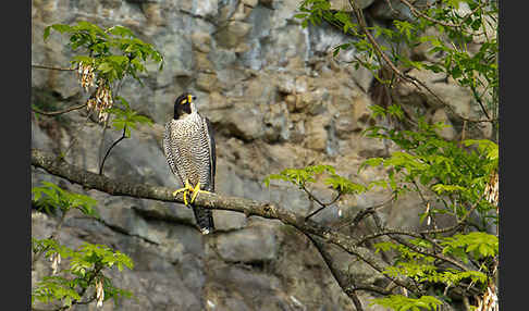 Wanderfalke (Falco peregrinus)