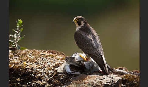 Wanderfalke (Falco peregrinus)