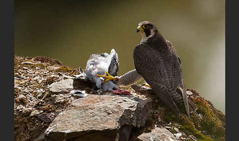 Wanderfalke (Falco peregrinus)