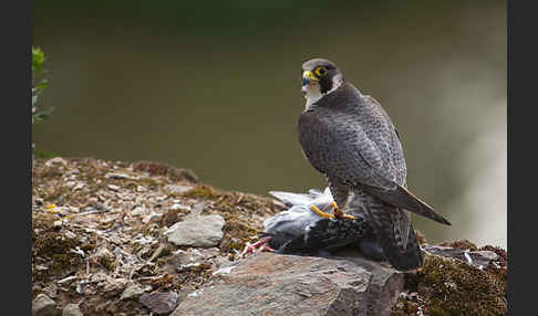 Wanderfalke (Falco peregrinus)