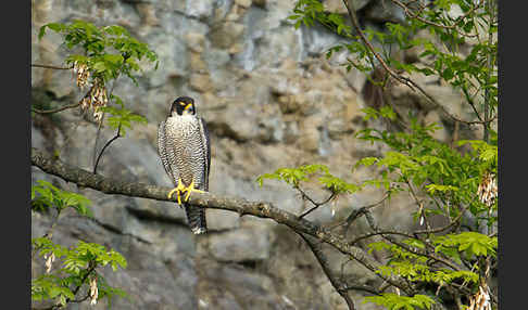 Wanderfalke (Falco peregrinus)