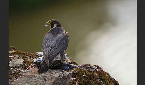 Wanderfalke (Falco peregrinus)