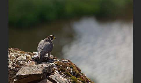 Wanderfalke (Falco peregrinus)