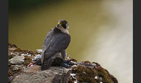 Wanderfalke (Falco peregrinus)