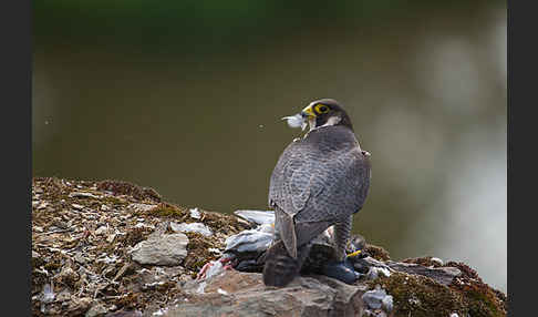 Wanderfalke (Falco peregrinus)