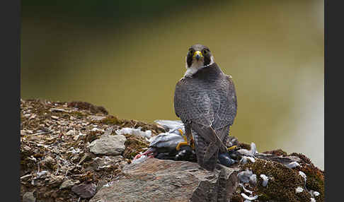 Wanderfalke (Falco peregrinus)