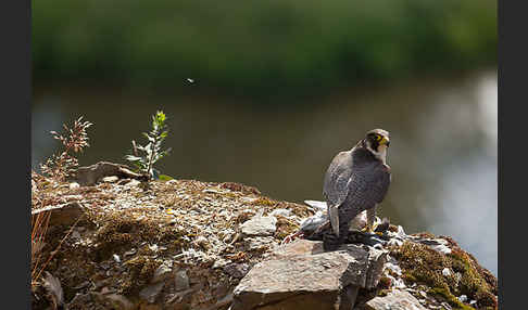 Wanderfalke (Falco peregrinus)