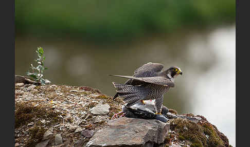 Wanderfalke (Falco peregrinus)