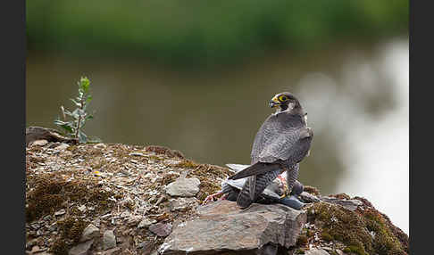 Wanderfalke (Falco peregrinus)