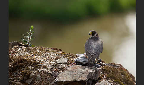 Wanderfalke (Falco peregrinus)