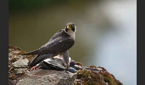 Wanderfalke (Falco peregrinus)