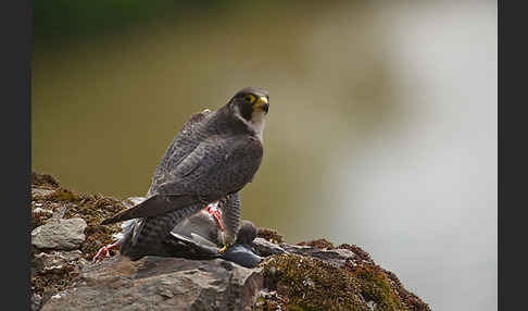 Wanderfalke (Falco peregrinus)