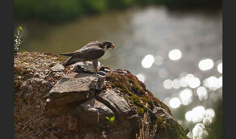 Wanderfalke (Falco peregrinus)