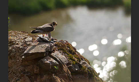 Wanderfalke (Falco peregrinus)