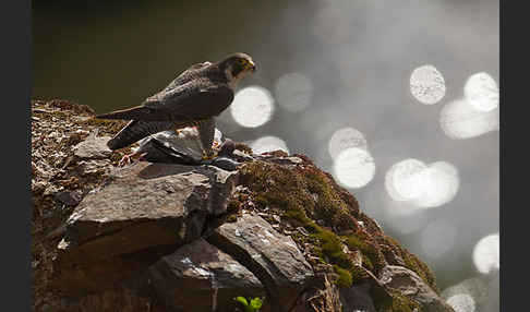 Wanderfalke (Falco peregrinus)